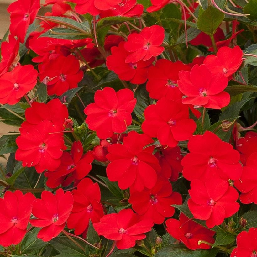 Sonnenlieschen SunPatiens Vigorous Scarlet - Impatiens (Flowering)