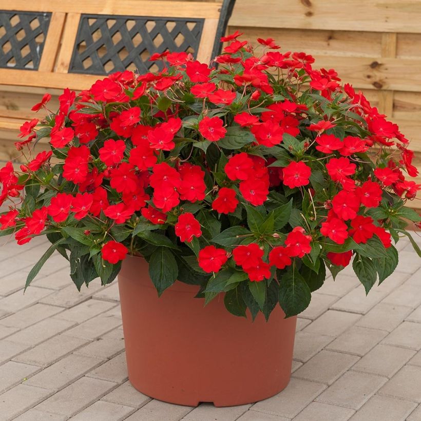Sonnenlieschen SunPatiens Vigorous Scarlet - Impatiens (Plant habit)