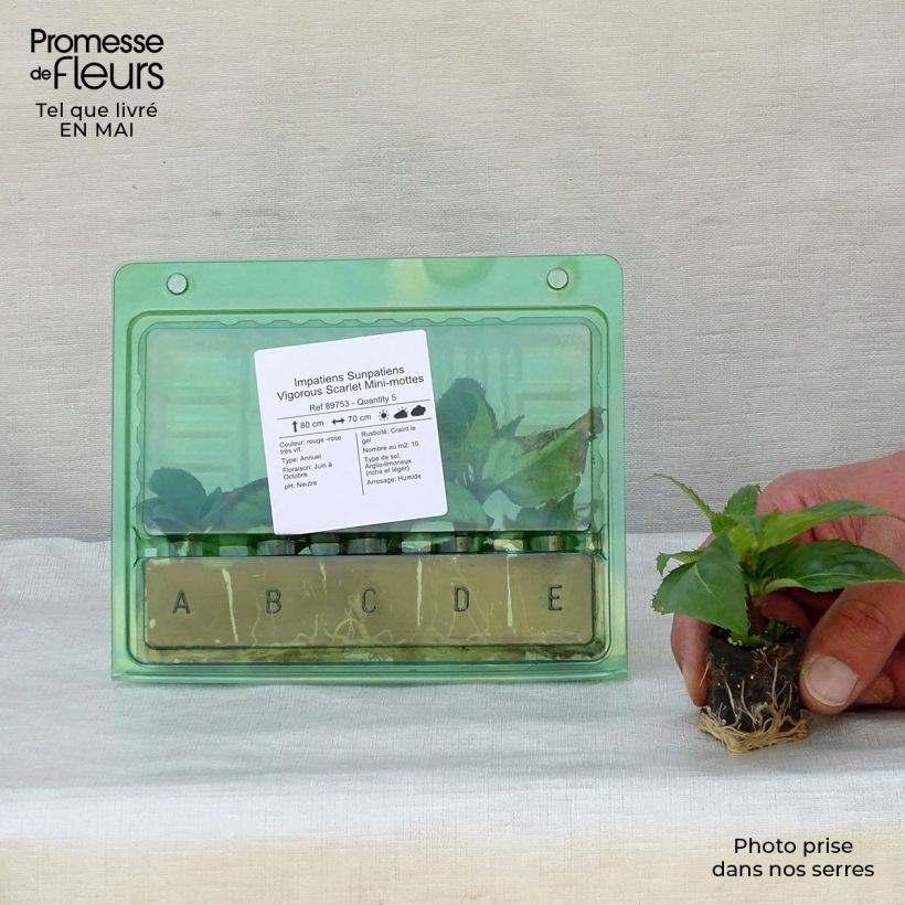 Example of Sonnenlieschen SunPatiens Vigorous Scarlet - Impatiens Mini-Plug Ø 3/4 cm as you get in printemps