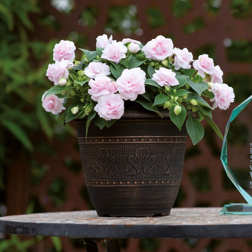 Fleißige Lieschen Glimmer Appleblossom - Impatiens walleriana (Hafen)