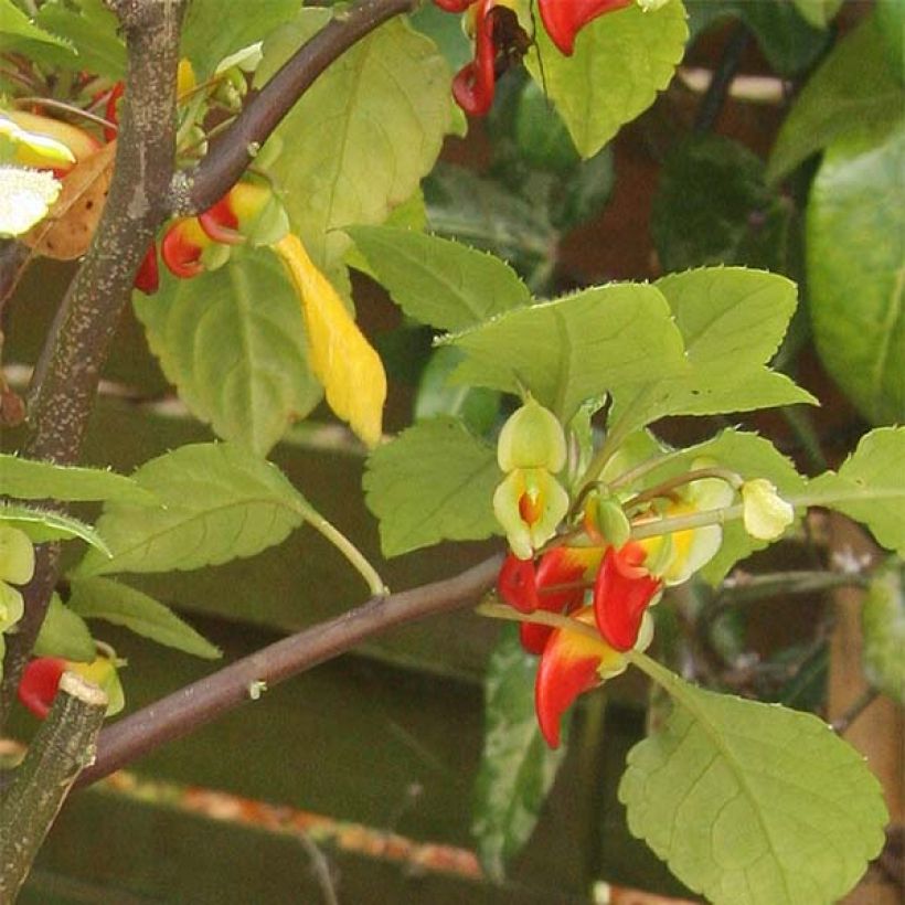 Impatiens niamniamensis - Springkraut (Foliage)