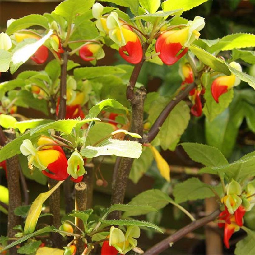 Impatiens niamniamensis - Springkraut (Flowering)