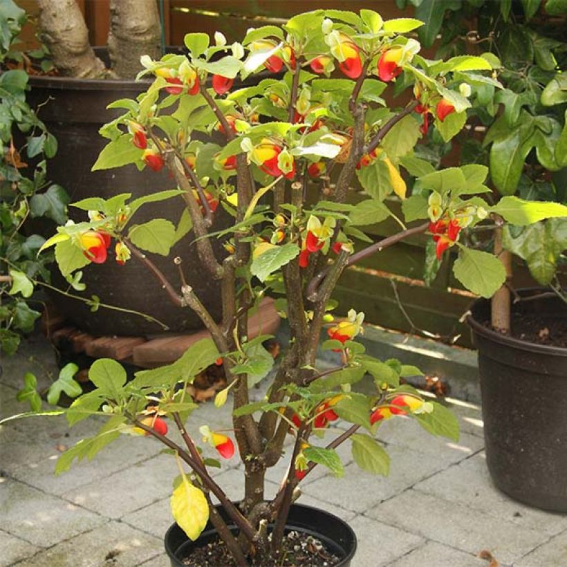 Impatiens niamniamensis - Springkraut (Plant habit)