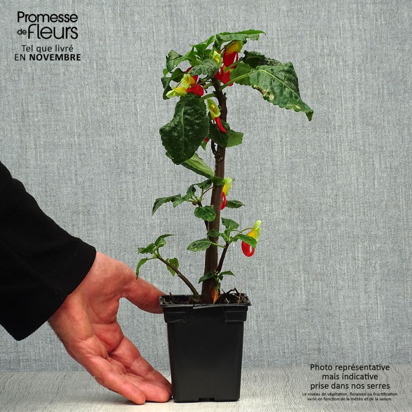 Example of Impatiens niamniamensis - Springkraut Kleine Töpfe von 7/8 cm as you get in automne
