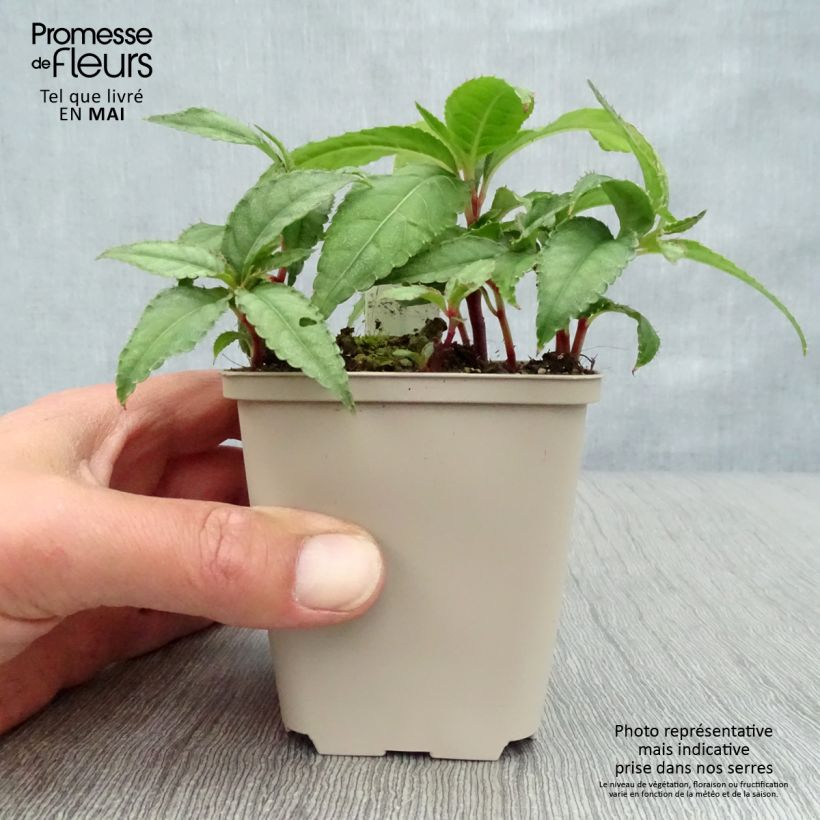 Exemplar von Impatiens omeiana Ice Storm - Springkraut Kleine Töpfe von 8/9 cm wie im Frühjahr geliefert