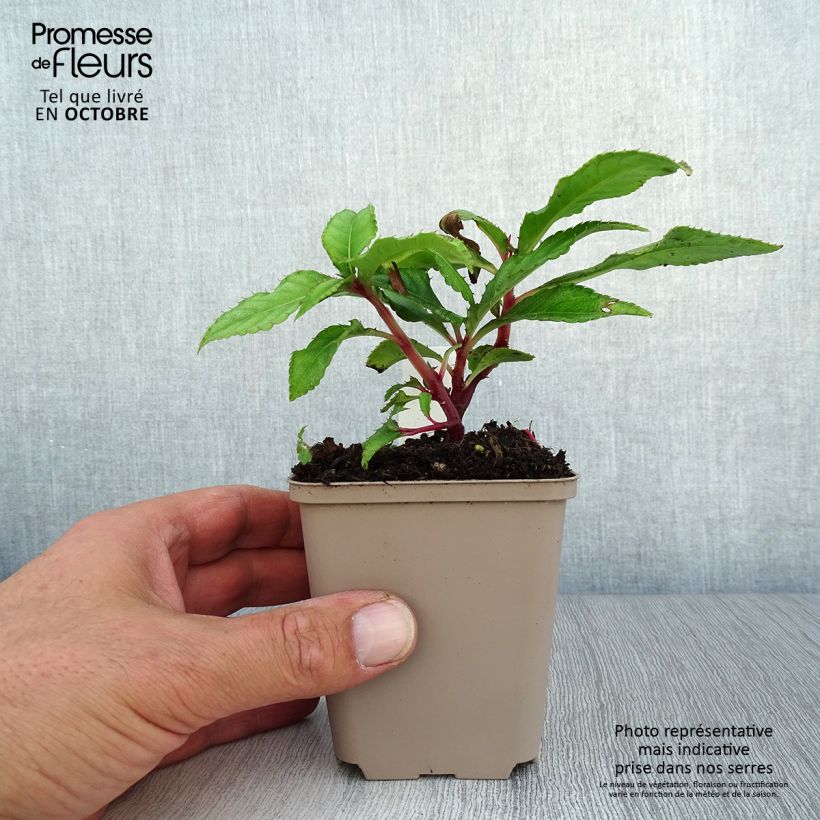 Example of Impatiens omeiana Ice Storm - Springkraut Kleine Töpfe von 8/9 cm as you get in automne