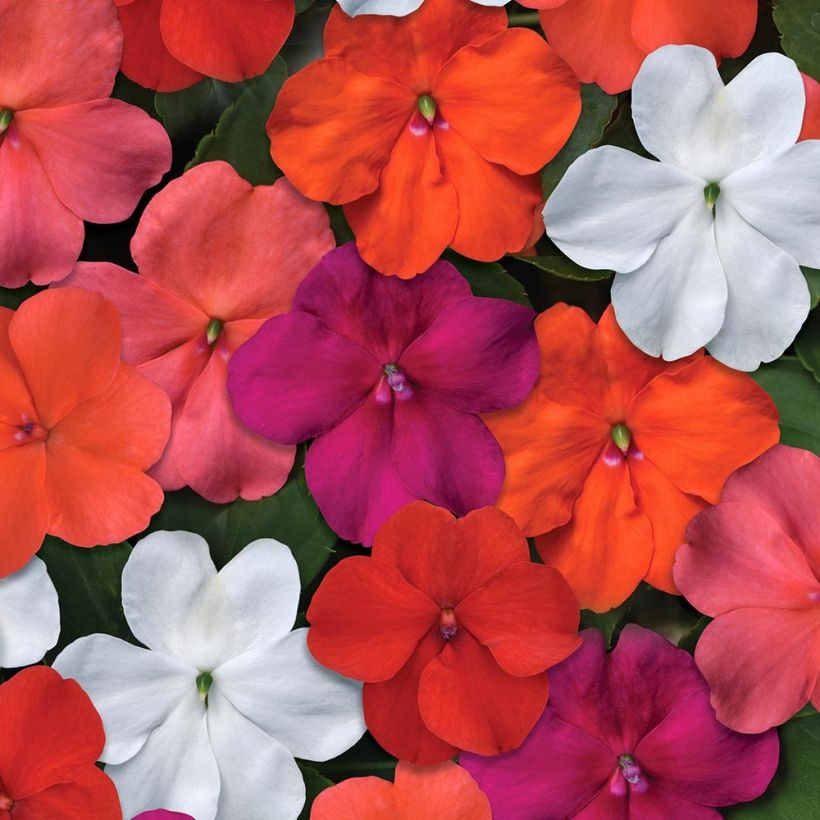 Fleißige Lieschen Beacon Mix - Impatiens walleriana (Flowering)
