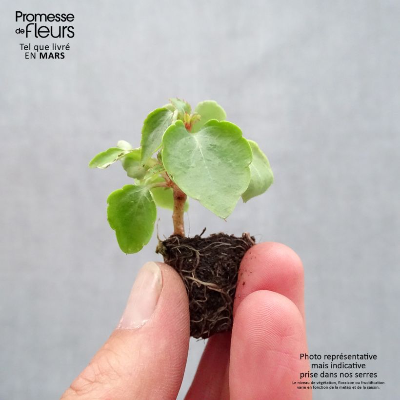 Example of Fleißige Lieschen Beacon Mix - Impatiens walleriana Mini-Plug Ø 1,5/2,5 cm as you get in printemps