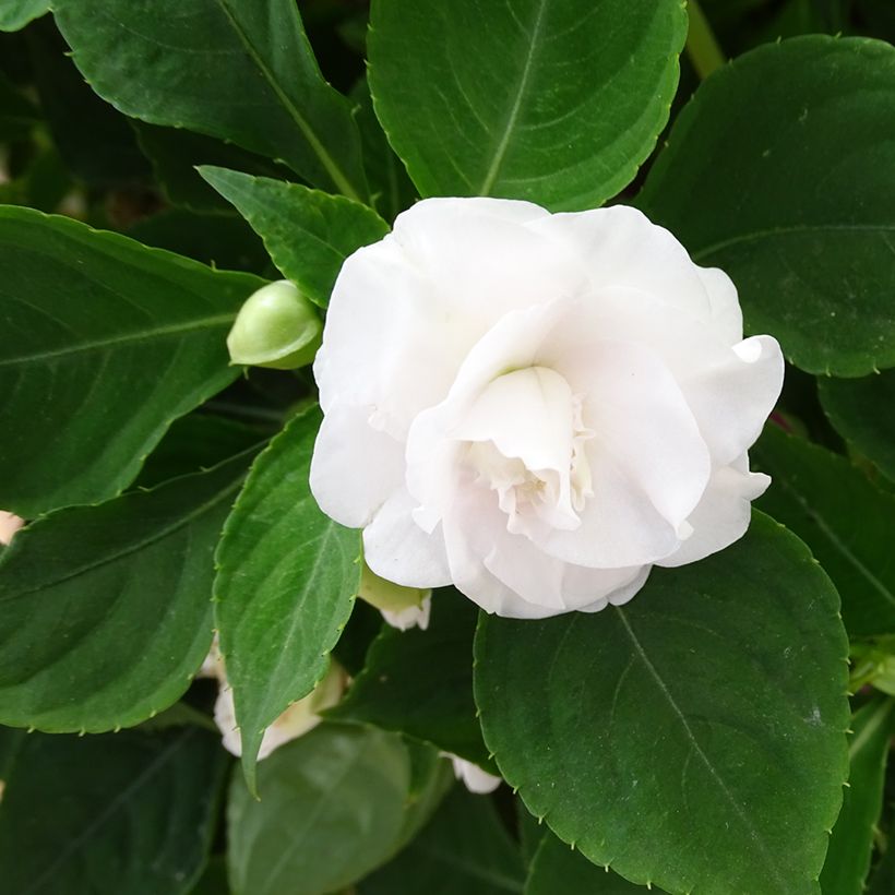Fleißige Lieschen Double Walleriana blanc - Impatiens (Flowering)