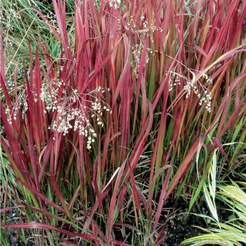 Imperata cylindrica Red Baron - Alang-Alang-Gras (Plant habit)