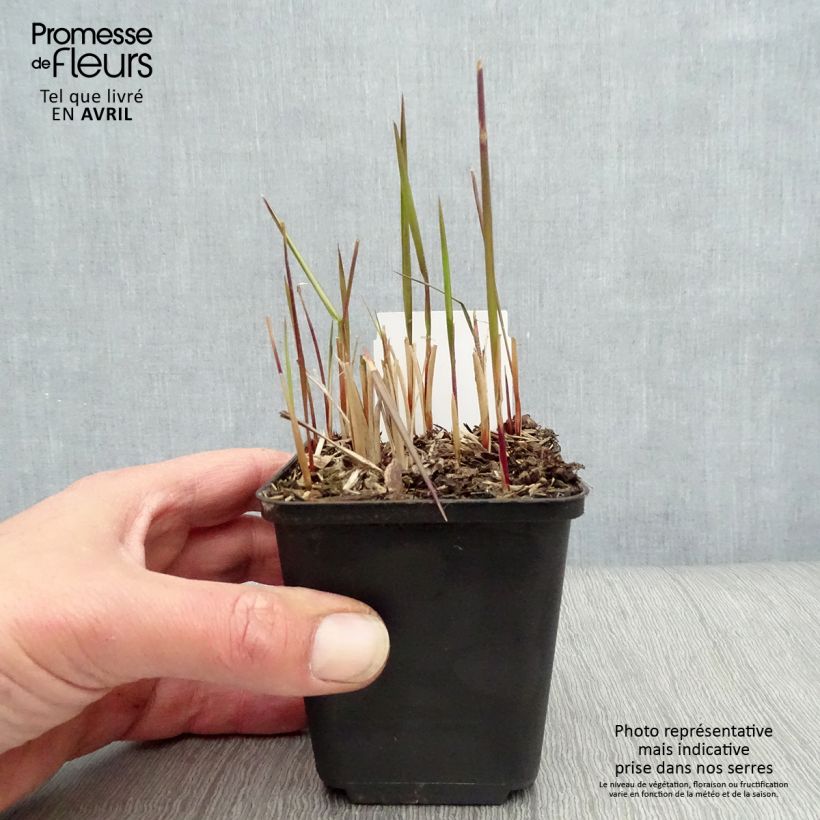 Exemplar von Imperata cylindrica Red Baron - Alang-Alang-Gras Kleine Töpfe von 8/9 cm wie im Frühjahr geliefert