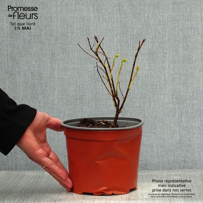 Exemplar von Indigofera kirilowii - Kirilows Indigostrauch Topf mit 2L/3L wie im Frühjahr geliefert