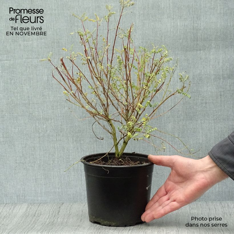 Example of Indigofera heterantha - Himalaya -Indigostrauch Topf mit 2L/3L as you get in automne