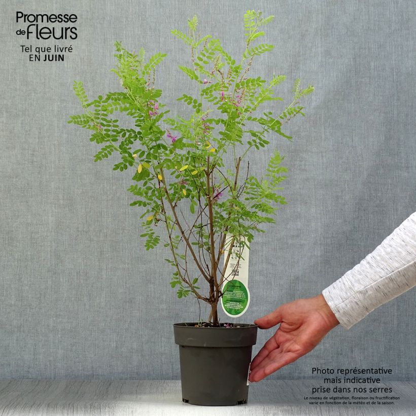 Exemplar von Indigofera heterantha - Himalaya -Indigostrauch Topf mit 2L/3L wie im Sommer geliefert