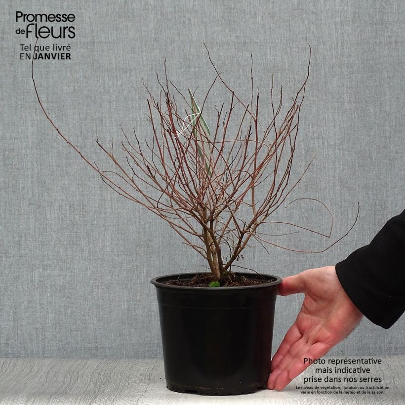 Exemplar von Indigofera heterantha - Himalaya -Indigostrauch Topf mit 2L/3L wie im Winter geliefert