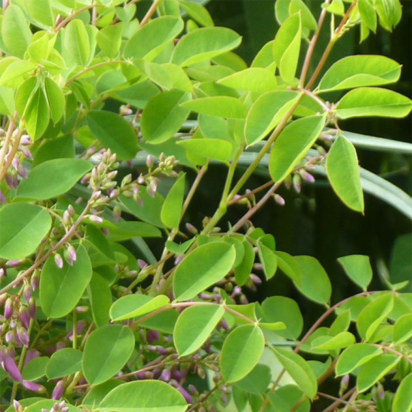 Indigofera kirilowii - Kirilows Indigostrauch (Foliage)