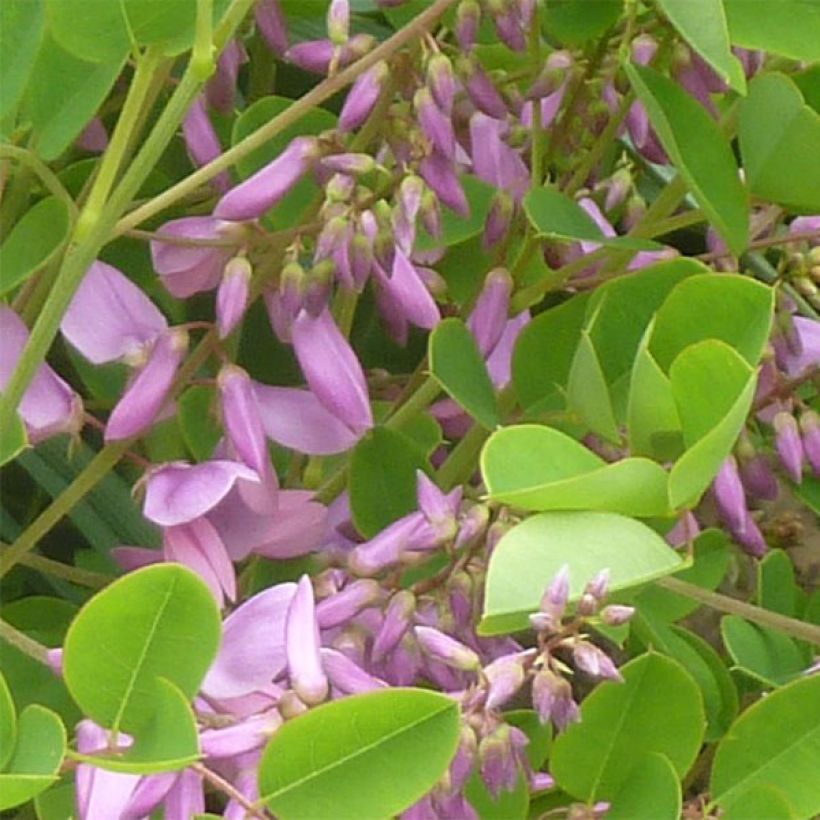 Indigofera kirilowii - Kirilows Indigostrauch (Flowering)