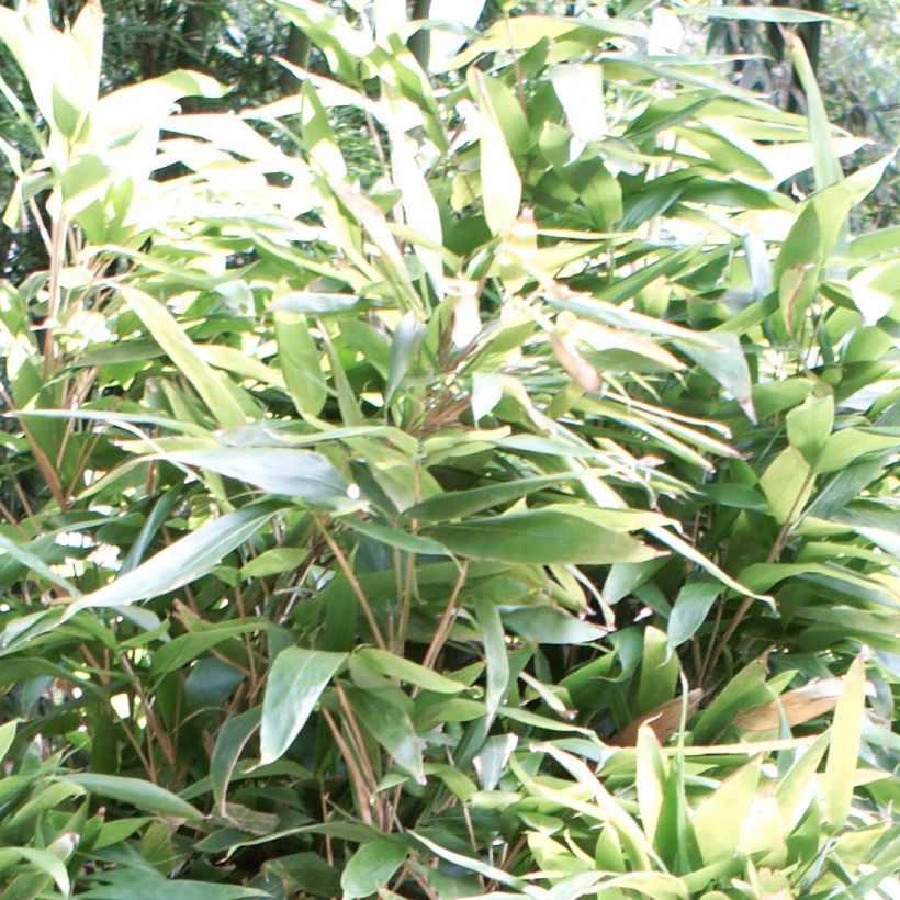 Indocalamus latifolius - Bambus (Foliage)