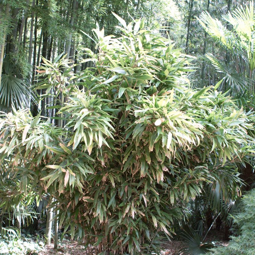 Indocalamus latifolius - Bambus (Plant habit)