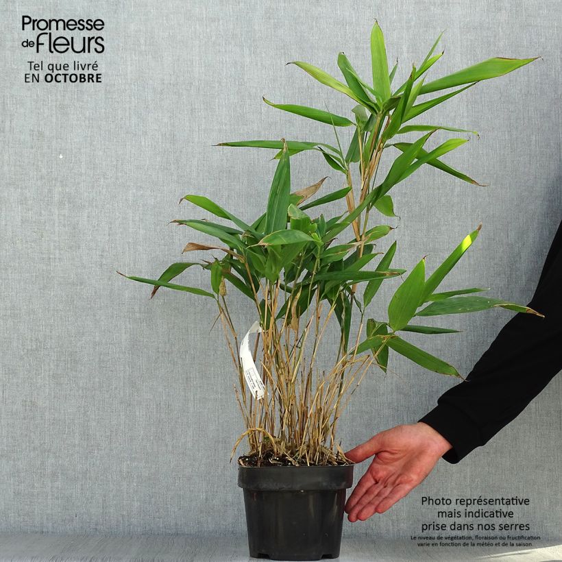 Example of Indocalamus latifolius - Bambus Topf mit 2L/3L as you get in automne