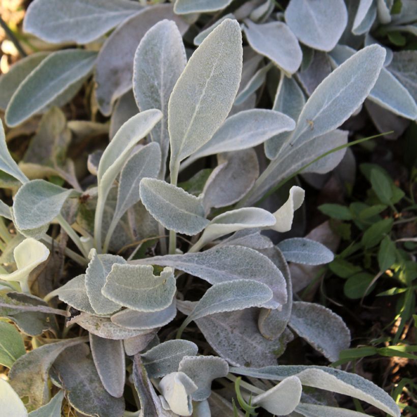 Inula candida subsp. verbascifolia - Alant (Foliage)