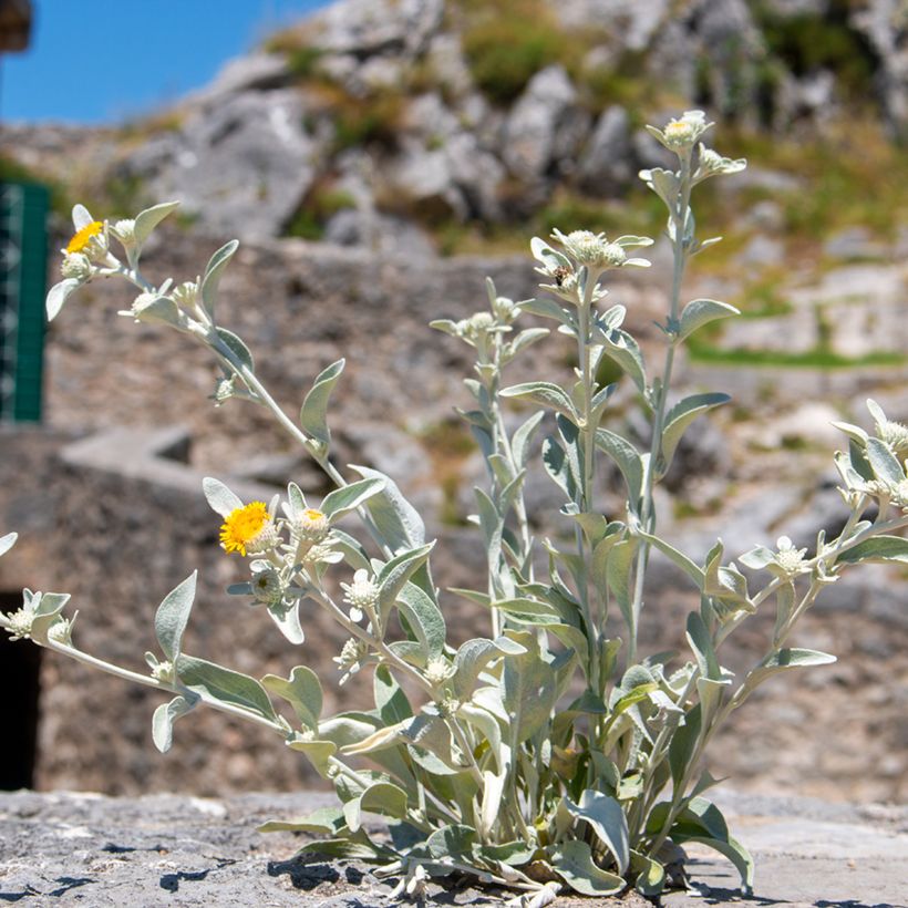 Inula candida subsp. verbascifolia - Alant (Plant habit)
