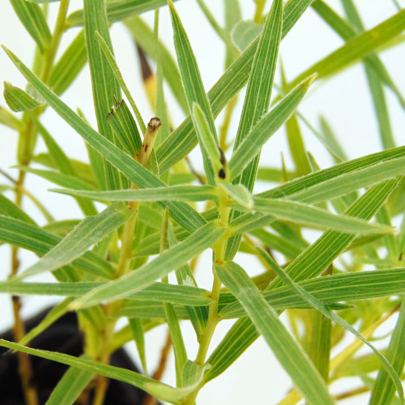Inula ensifolia - Schwert-Alant (Foliage)