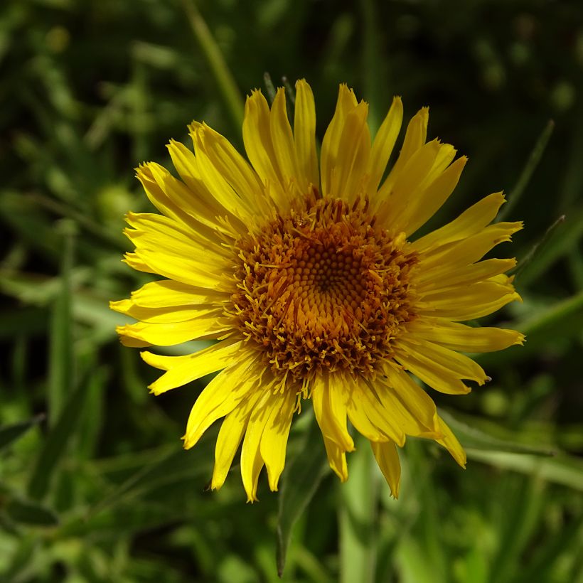 Inula ensifolia - Schwert-Alant (Flowering)