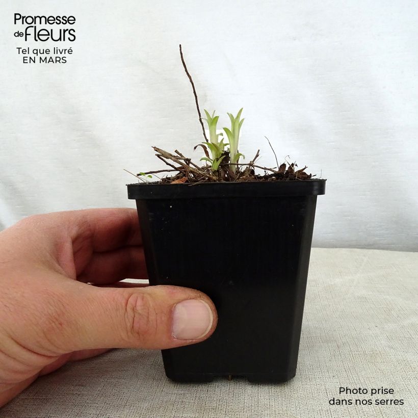 Exemplar von Inula ensifolia - Schwert-Alant Kleine Töpfe von 8/9 cm wie im Frühjahr geliefert