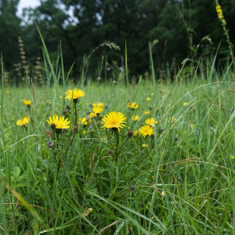 Inula ensifolia - Schwert-Alant (Plant habit)