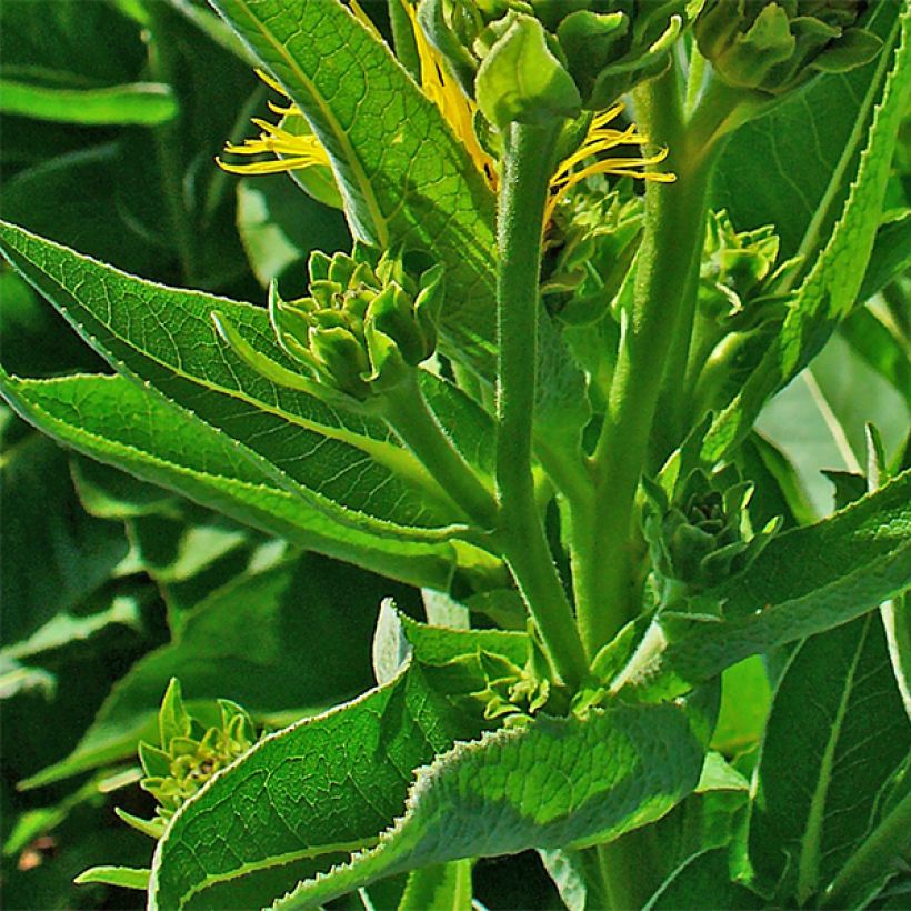 Inula helenium - Echter Alant (Foliage)