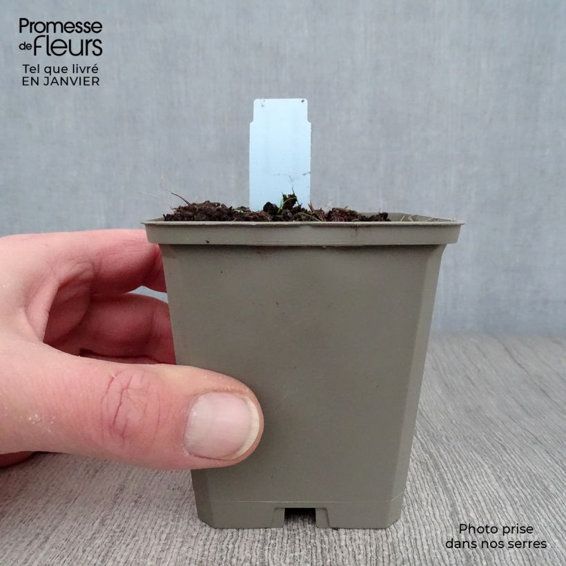 Exemplar von Inula helenium - Echter Alant Kleine Töpfe von 8/9 cm wie im Winter geliefert