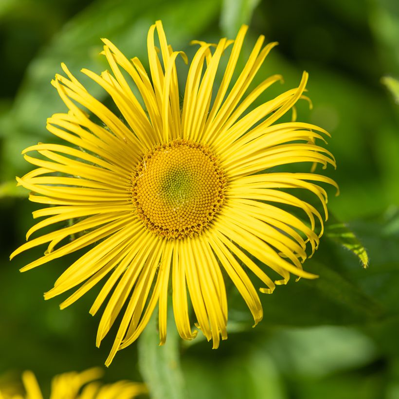 Inula helenium - Echter Alant (Flowering)