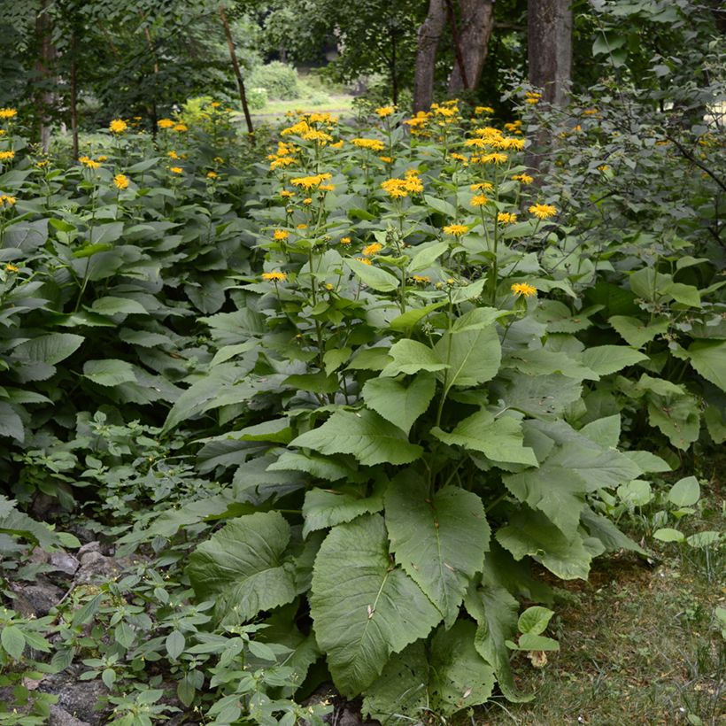 Inula helenium - Echter Alant (Plant habit)