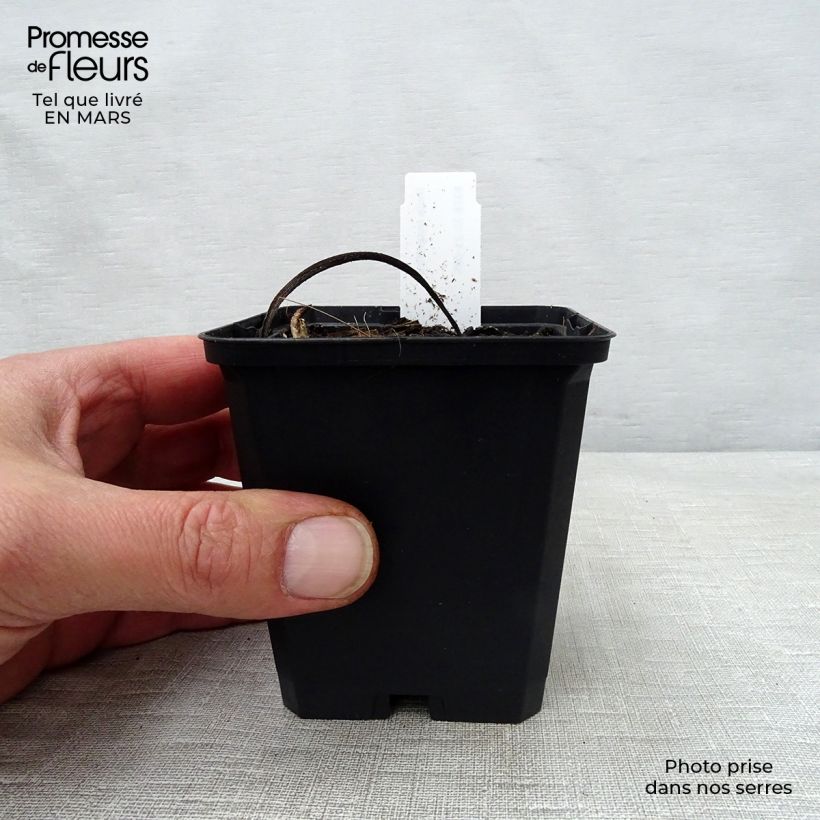 Exemplar von Inula magnifica - Hoher Alant Kleine Töpfe von 8/9 cm wie im Frühjahr geliefert