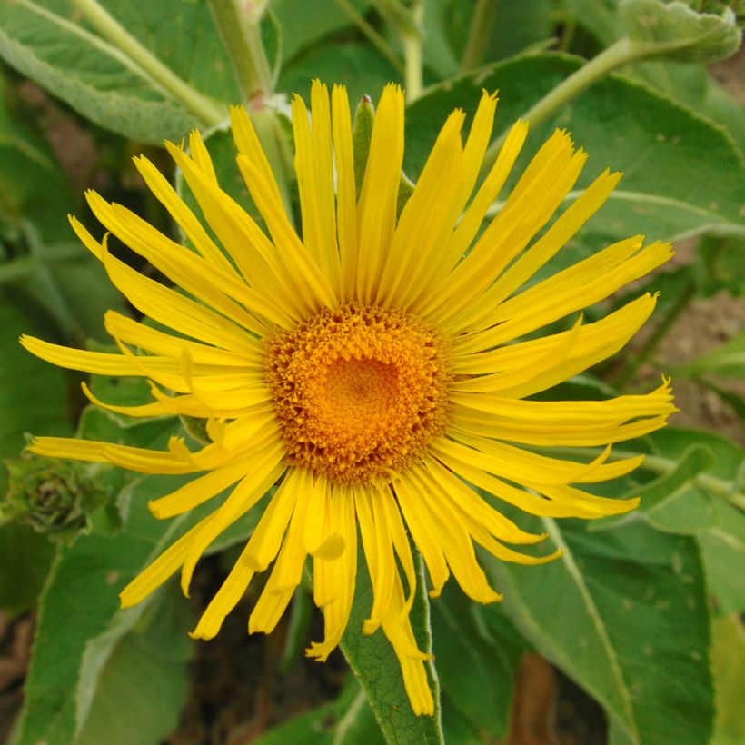 Inula orientalis - Orientalischer Alant (Flowering)
