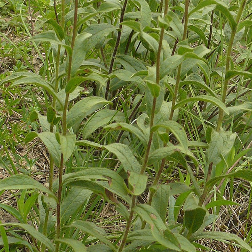 Inula racemosa Sonnenspeer - Traubiger Alant (Foliage)