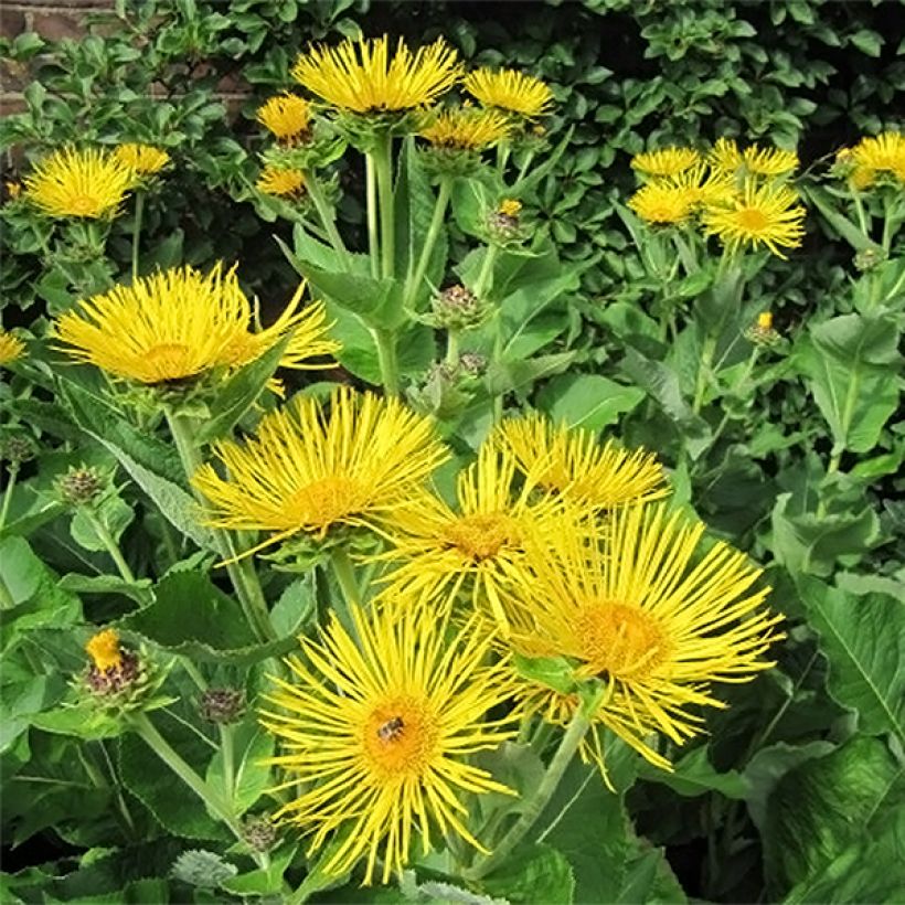 Inula racemosa Sonnenspeer - Traubiger Alant (Flowering)