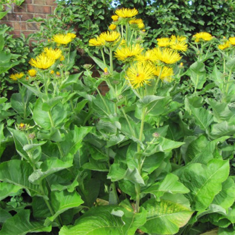 Inula racemosa Sonnenspeer - Traubiger Alant (Plant habit)
