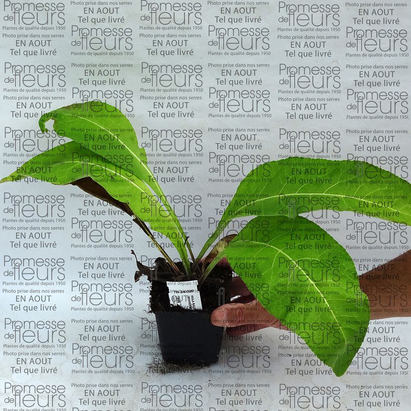 Example of Inula racemosa Sonnenspeer - Traubiger Alant Kleine Töpfe von 8/9 cm as you get