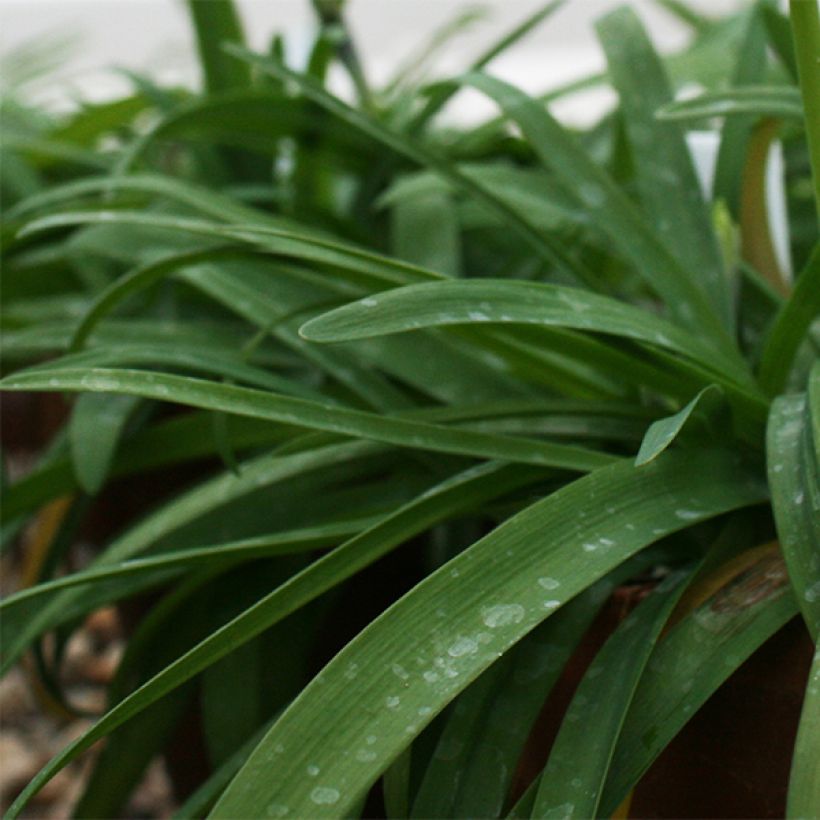 Ipheion uniflorum Rolf Fiedler - Frühlingsstern (Foliage)