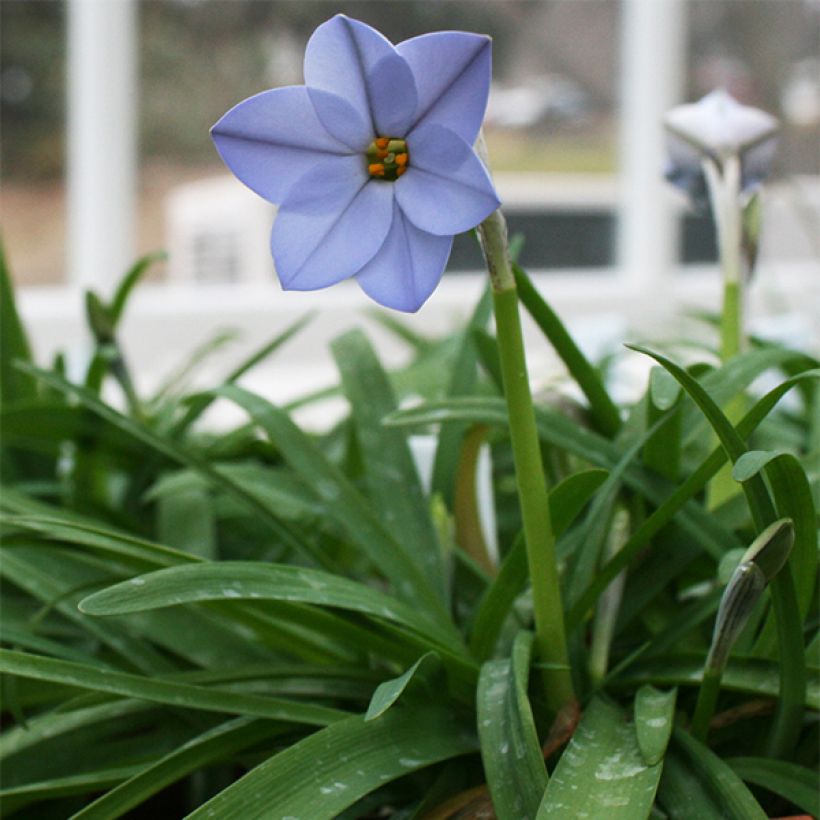 Ipheion uniflorum Rolf Fiedler - Frühlingsstern (Plant habit)