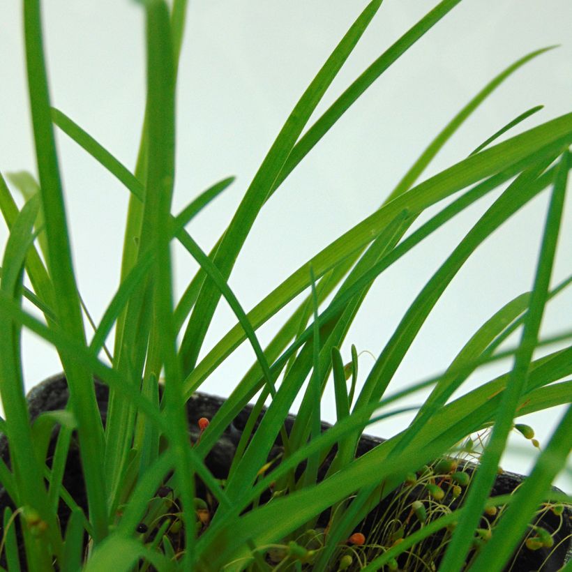Ipheion uniflorum - Frühlingsstern (Foliage)