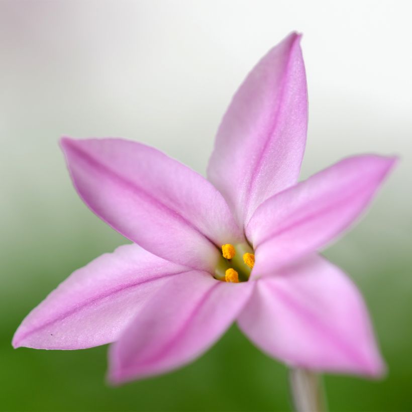 Ipheion uniflorum Charlotte Bishop - Frühlingsstern (Flowering)