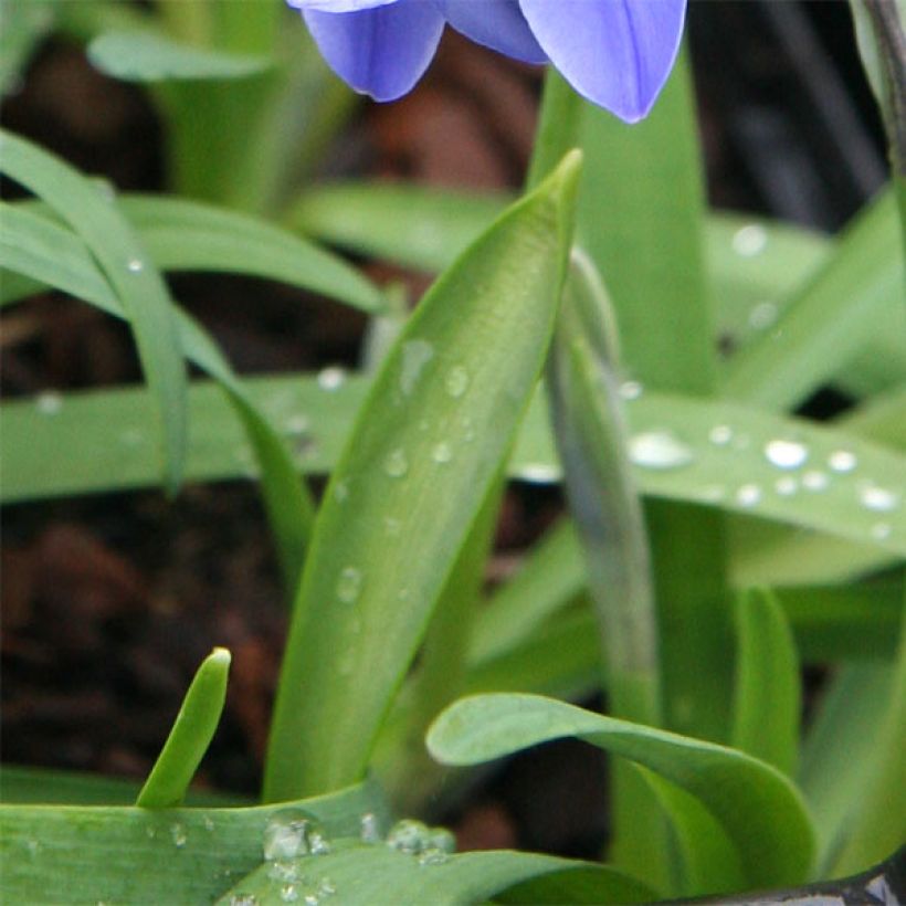 Ipheion uniflorum Jessie - Frühlingsstern (Foliage)