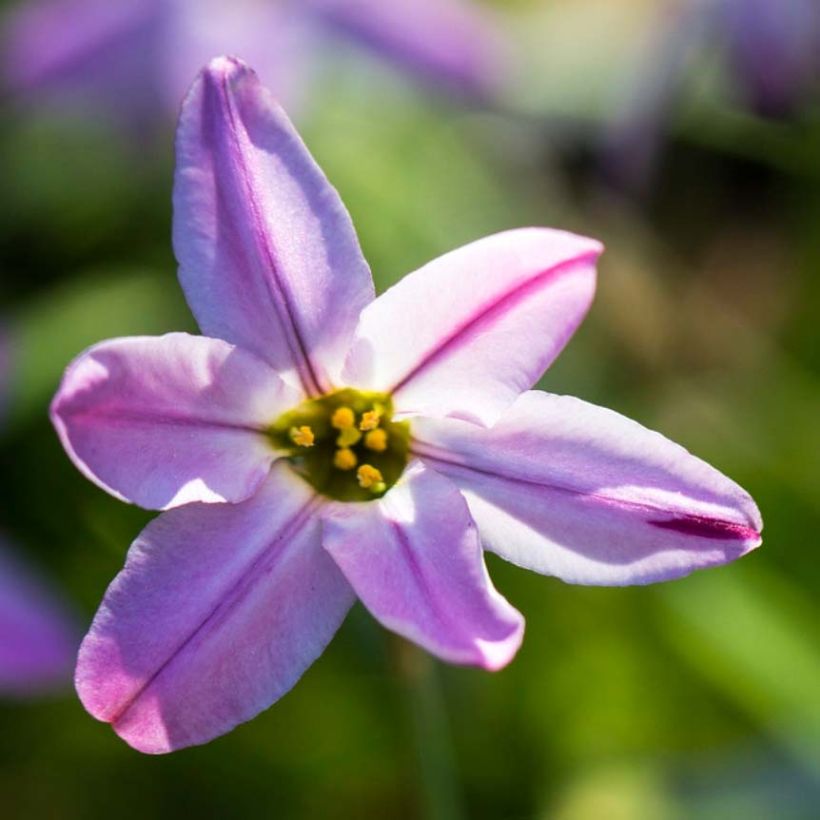 Ipheion uniflorum Tessa - Frühlingsstern (Flowering)