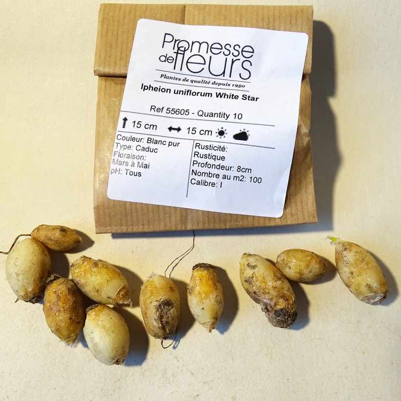 Example of Ipheion uniflorum White Star - Frühlingsstern Zwiebel size I as you get