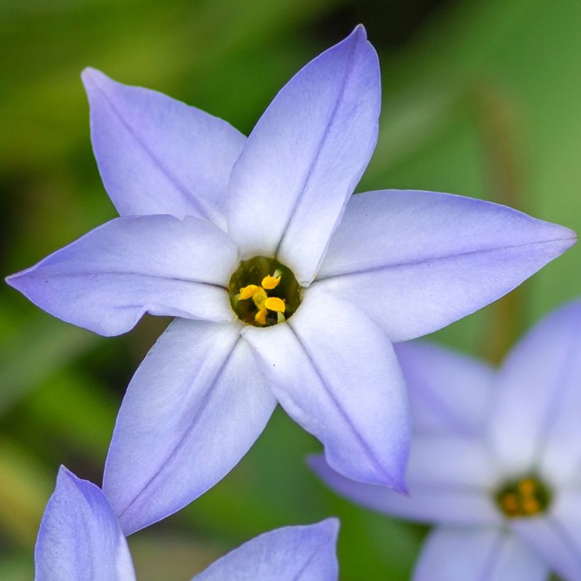 Ipheion uniflorum Wisley Blue - Frühlingsstern (Flowering)