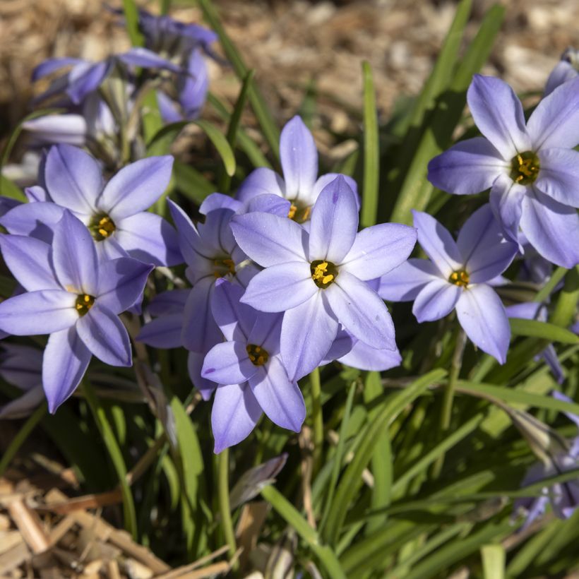 Ipheion uniflorum Wisley Blue - Frühlingsstern (Plant habit)