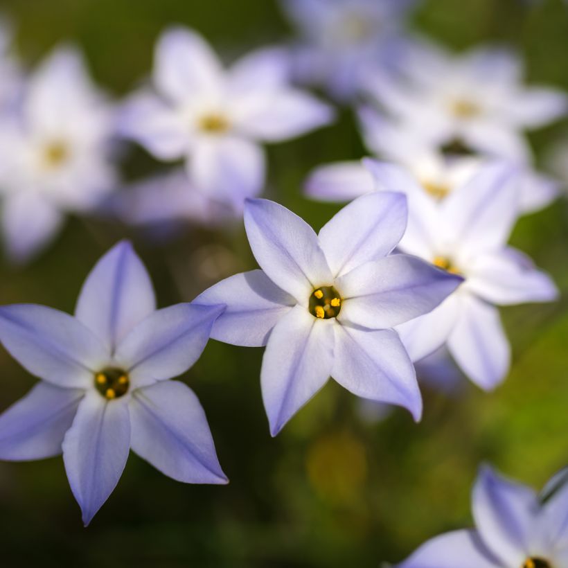 Ipheion uniflorum - Frühlingsstern (Flowering)